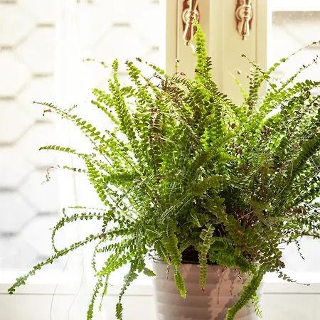 Apartament Wohnen Im Carl Maria Von Weber Geburtshaus Eutin